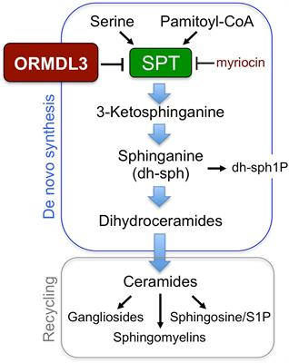 ORMDL3 and Asthma: Linking Sphingolipid Regulation to Altered T Cell Function